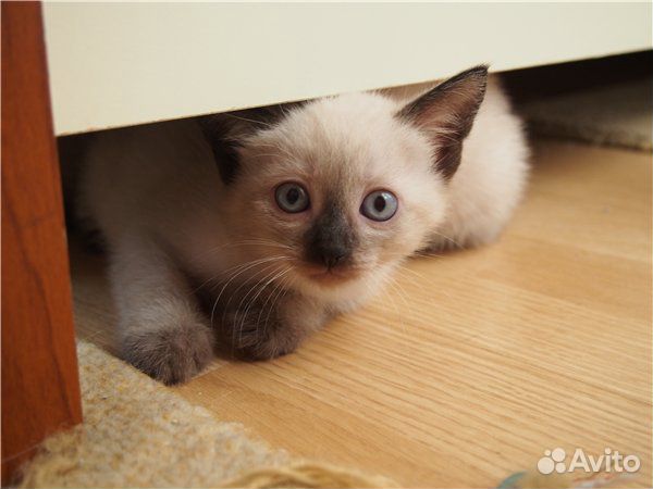 Чистокровные тайские котята купить на Зозу.ру - фотография № 1