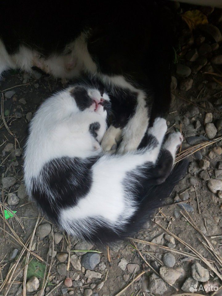 Милые котятки ждут своих хозяев купить на Зозу.ру - фотография № 4