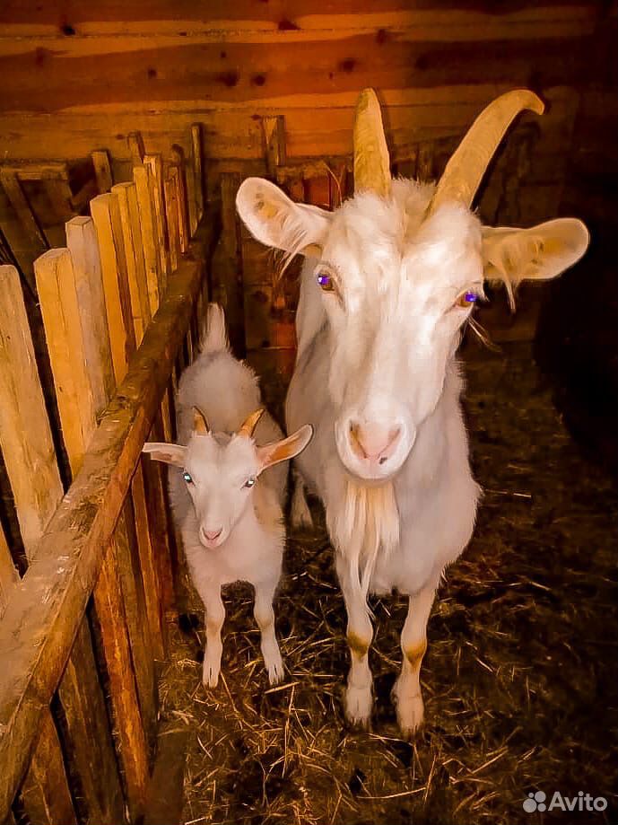 Породистые козы купить на Зозу.ру - фотография № 1