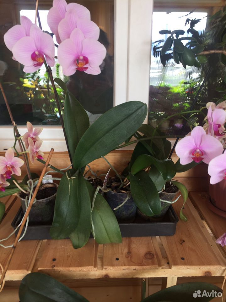 Орхидеи, женское счастье купить на Зозу.ру - фотография № 2