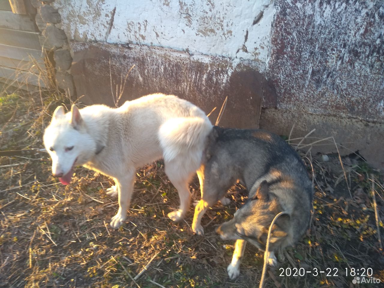 Лайки западно-сибирские щенки купить на Зозу.ру - фотография № 1