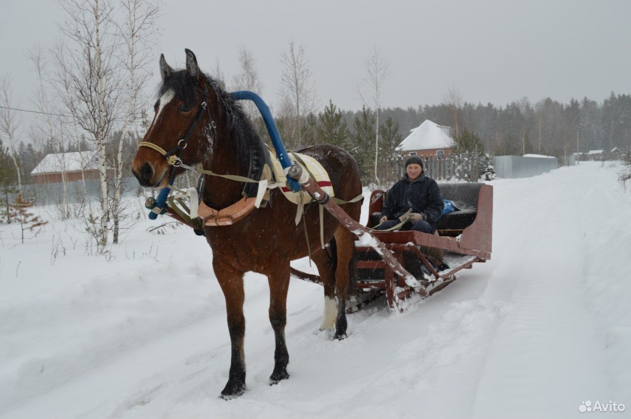 Телега, сани для лошади, упряжь, седло в сборе купить на Зозу.ру - фотография № 4