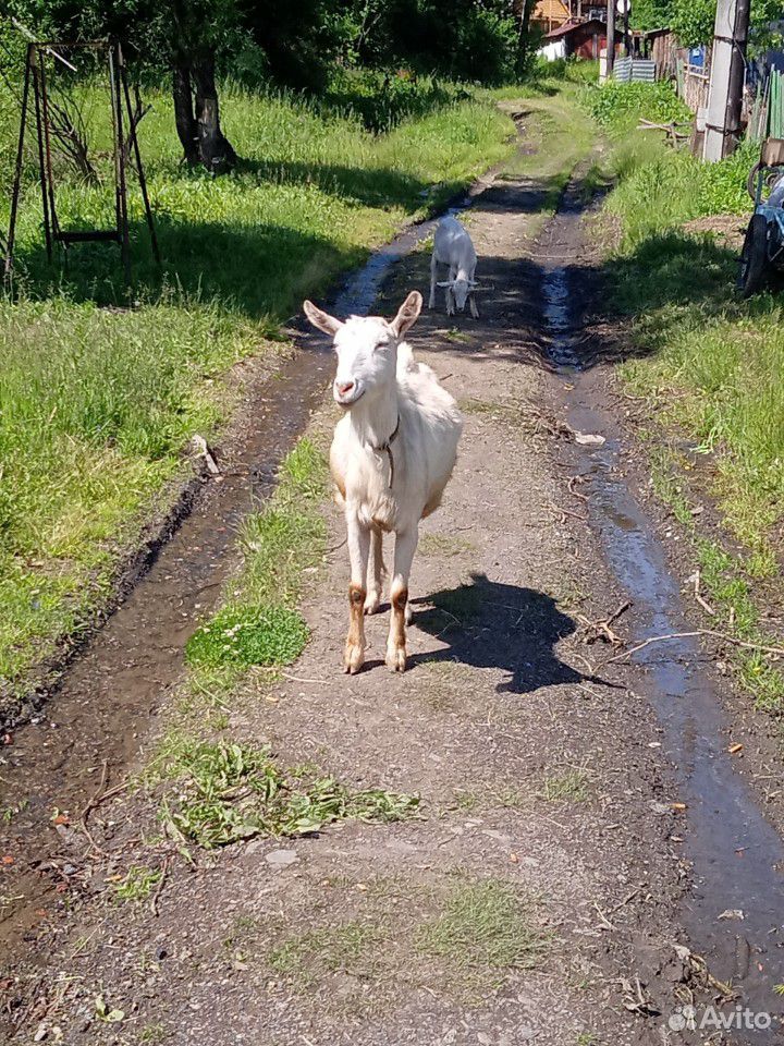 Продам козу дойную 4 года зовут Снежана.2-х козоче купить на Зозу.ру - фотография № 1