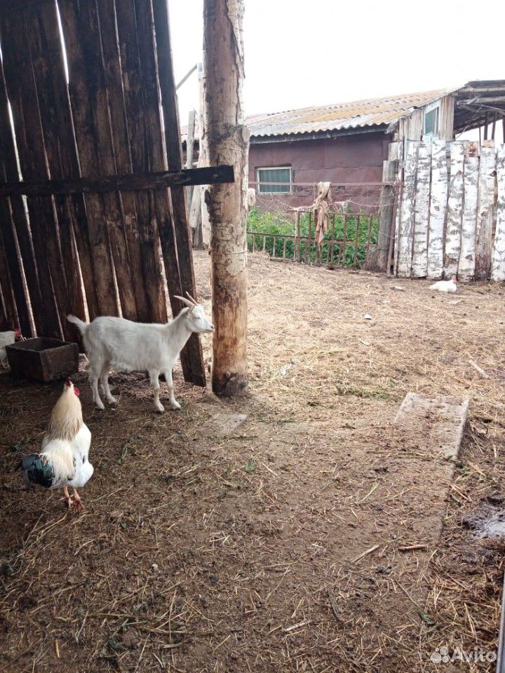 Козел и коза купить на Зозу.ру - фотография № 4