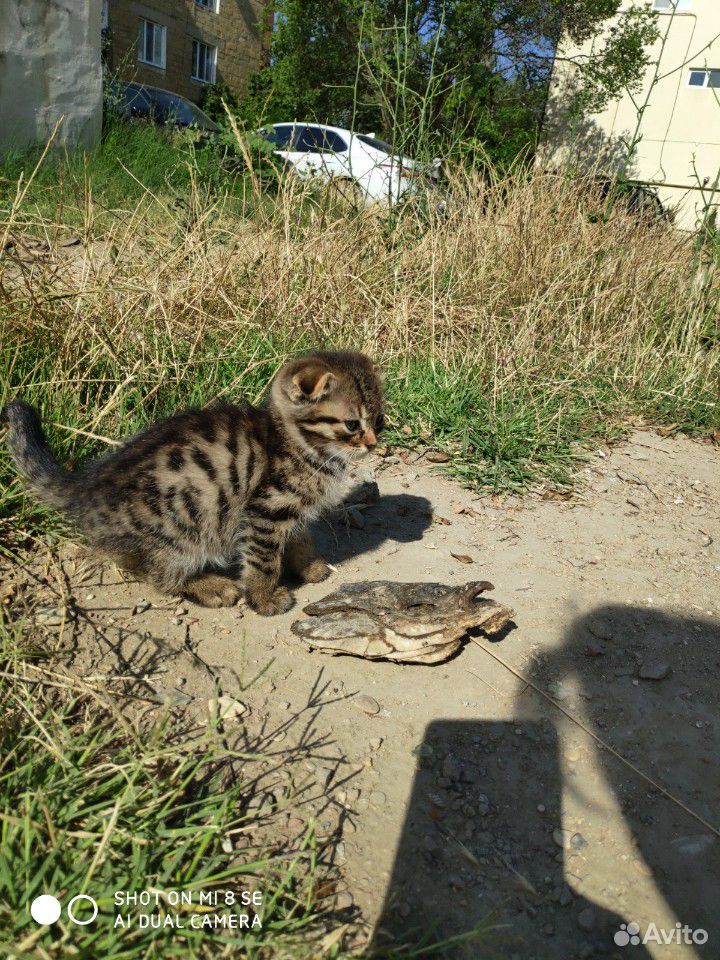 Кошка шотланка вислоухая купить на Зозу.ру - фотография № 8