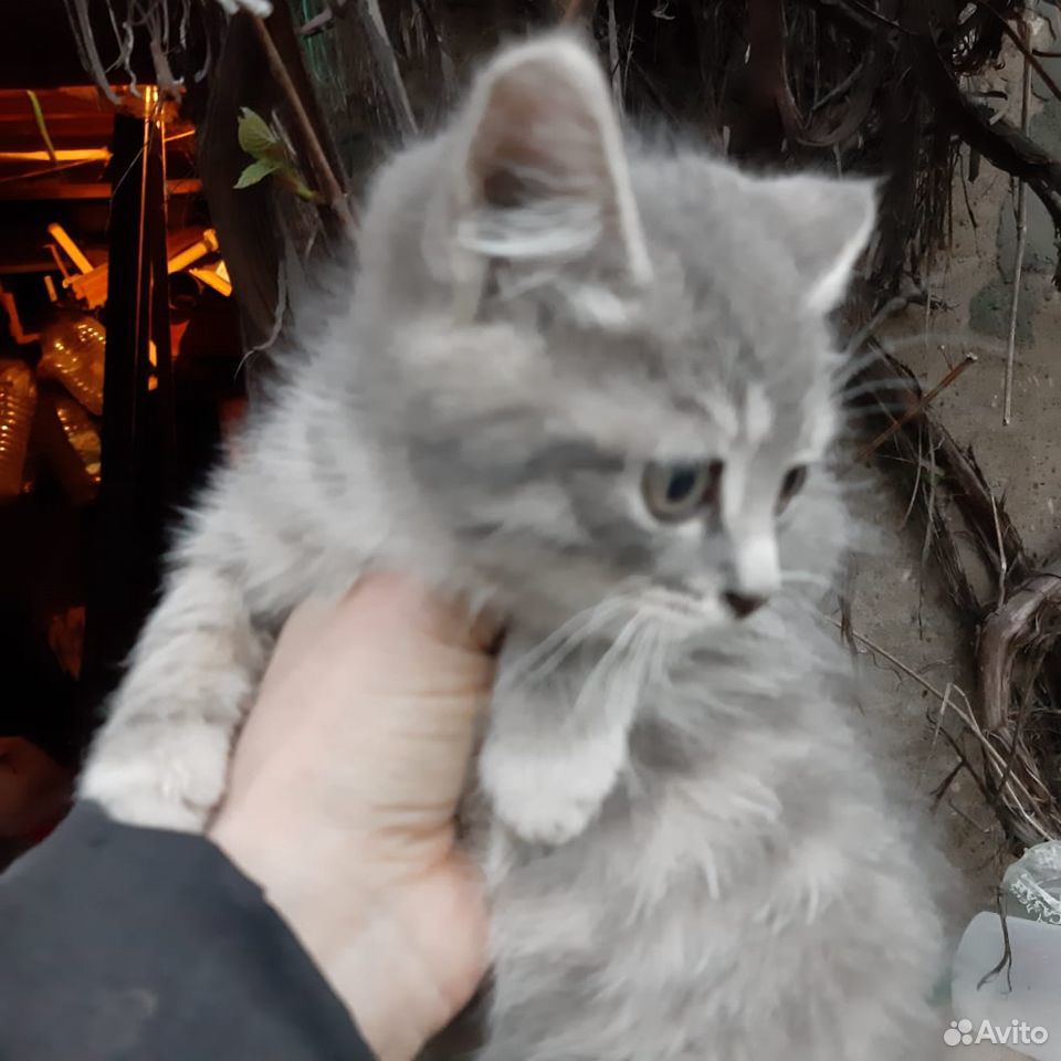 Очаровательные котята купить на Зозу.ру - фотография № 1