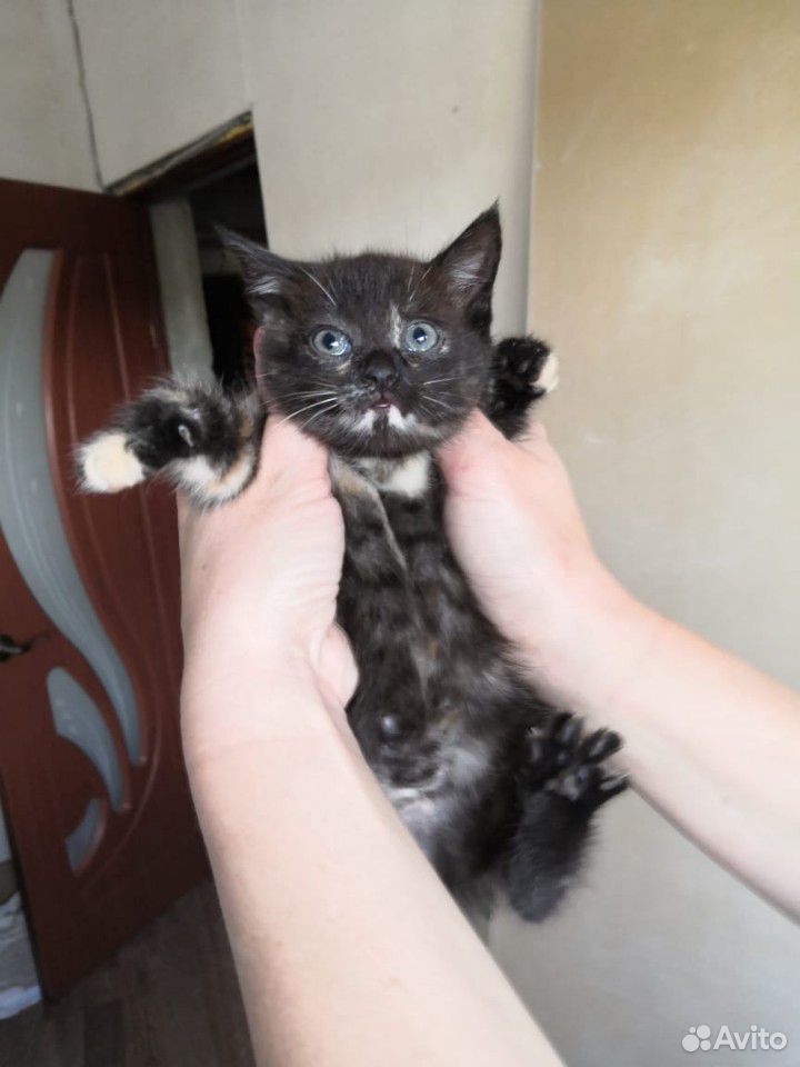Отдадим котят в добрые руки купить на Зозу.ру - фотография № 6