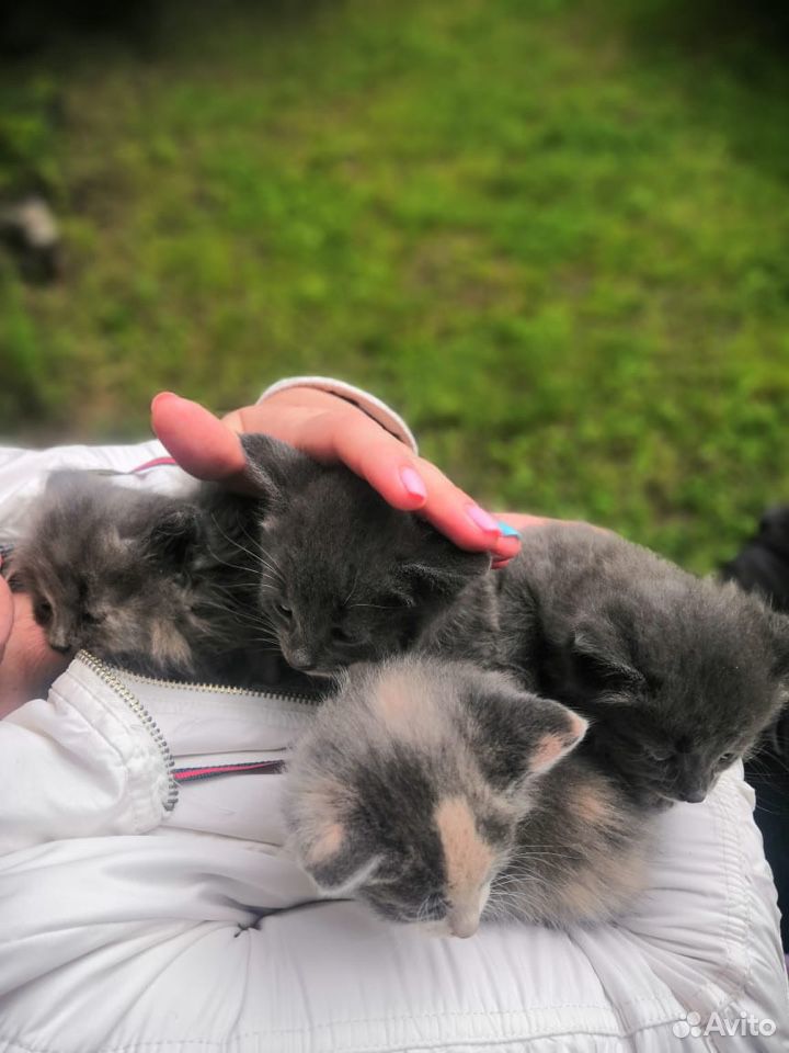 Котята в добрые и любящие руки купить на Зозу.ру - фотография № 1