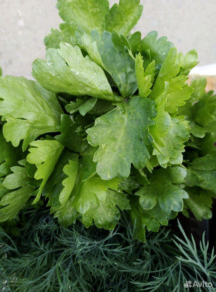 Зелень, базилик, сельдерей, кинза, петрушка, салат купить на Зозу.ру - фотография № 1