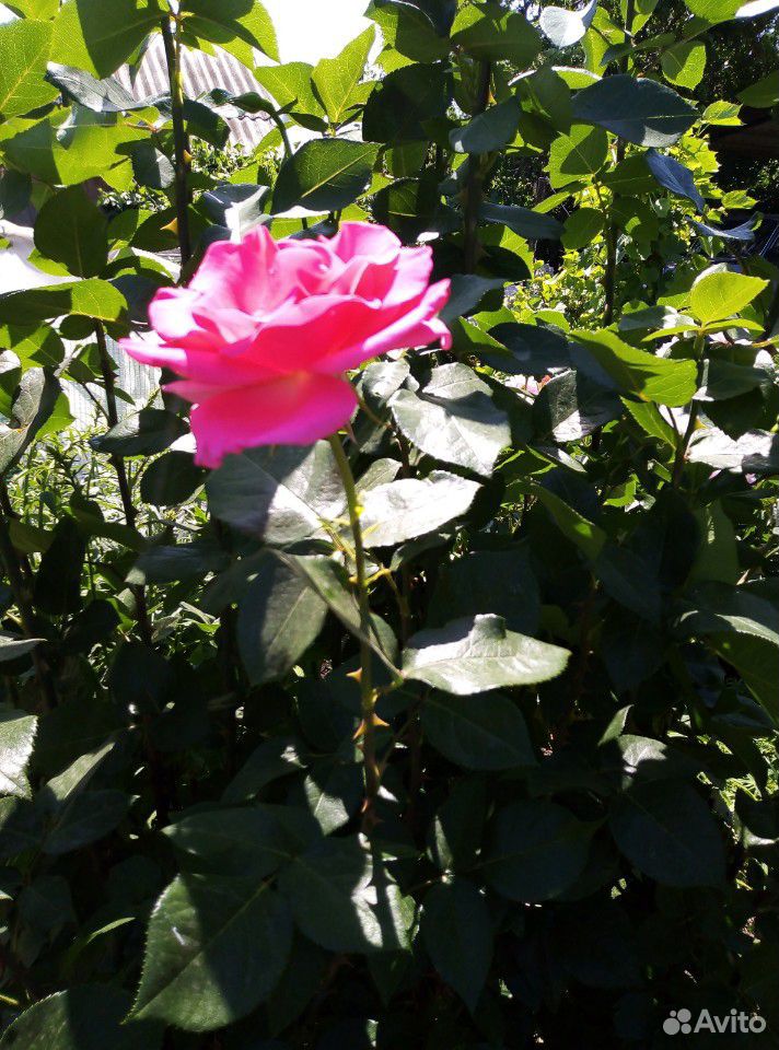Розы Цветы, букет роз купить на Зозу.ру - фотография № 3