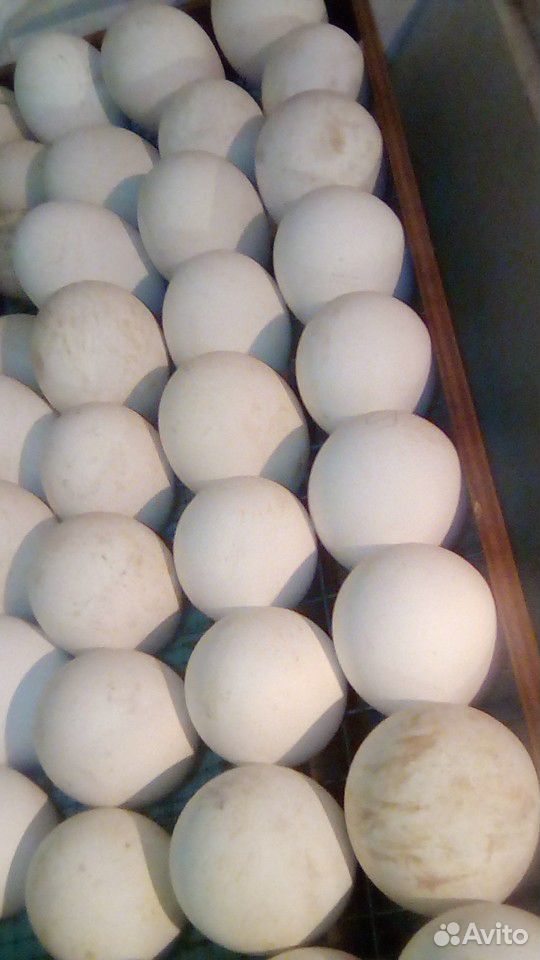 Яйцо гусинное купить на Зозу.ру - фотография № 3