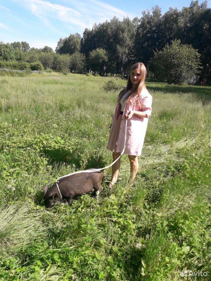 Свинка мини-пиг купить на Зозу.ру - фотография № 1