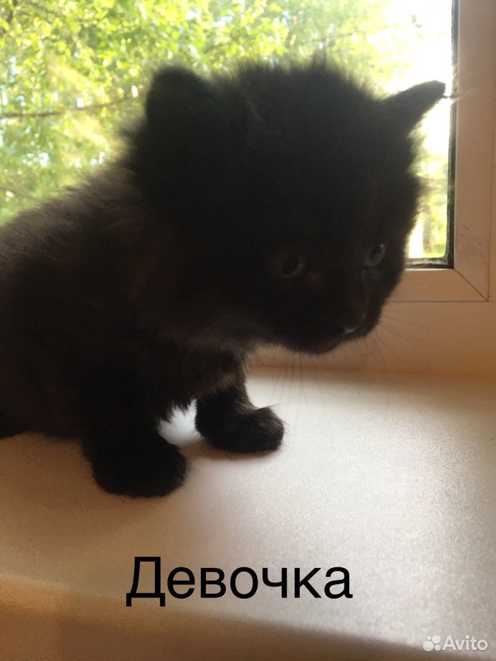 Отдам котят купить на Зозу.ру - фотография № 2