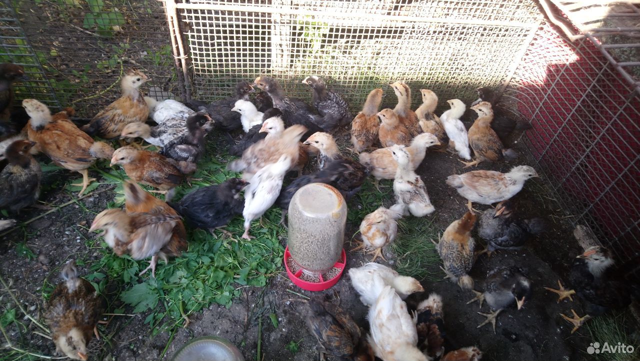 Цыплята домашние подрощенные,яйцо для инкубации купить на Зозу.ру - фотография № 2