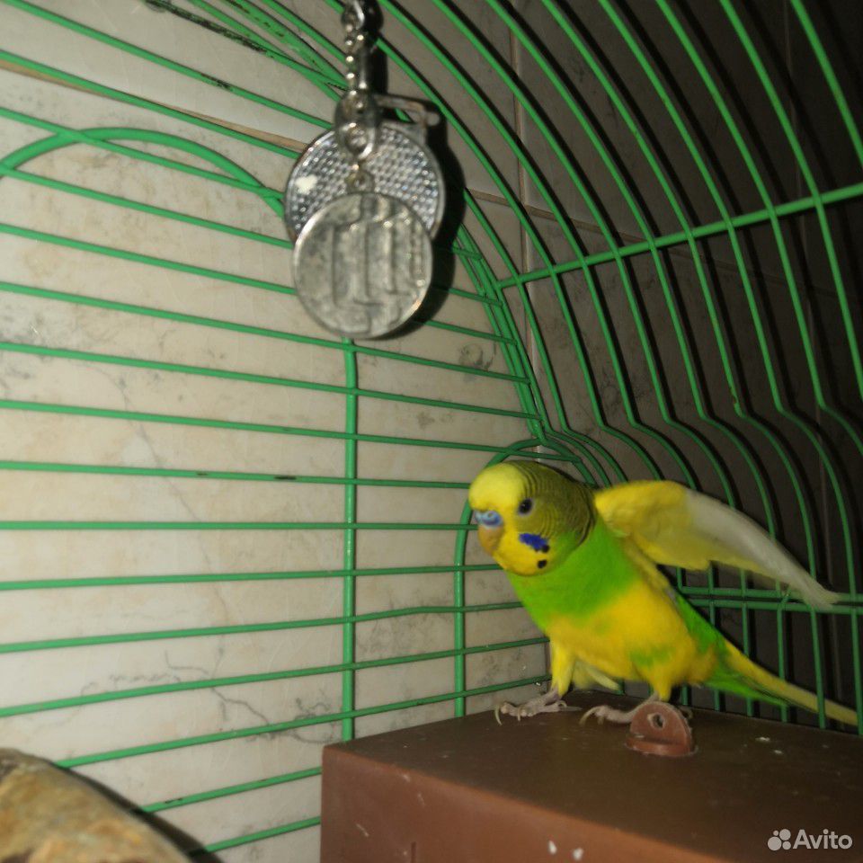 Пара Волнистых попугаев с домиком купить на Зозу.ру - фотография № 3