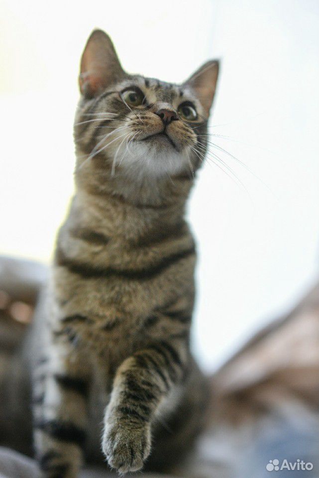 Котик Мурзик* около 9 мес., умный и добрый, спокой купить на Зозу.ру - фотография № 6