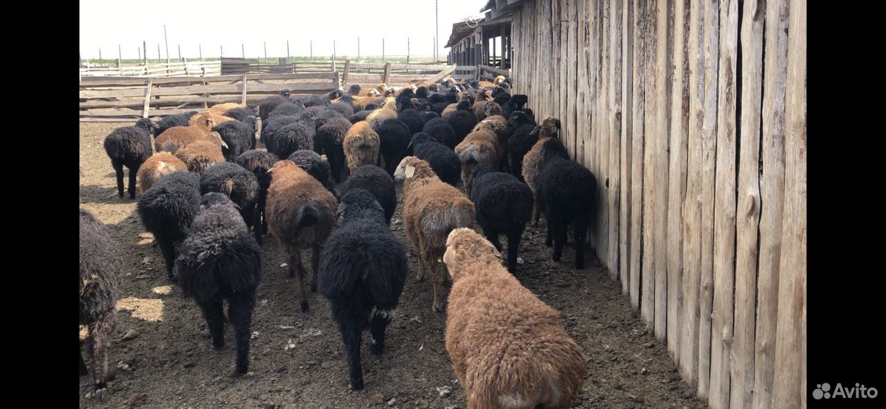 Продаются овцы купить на Зозу.ру - фотография № 6