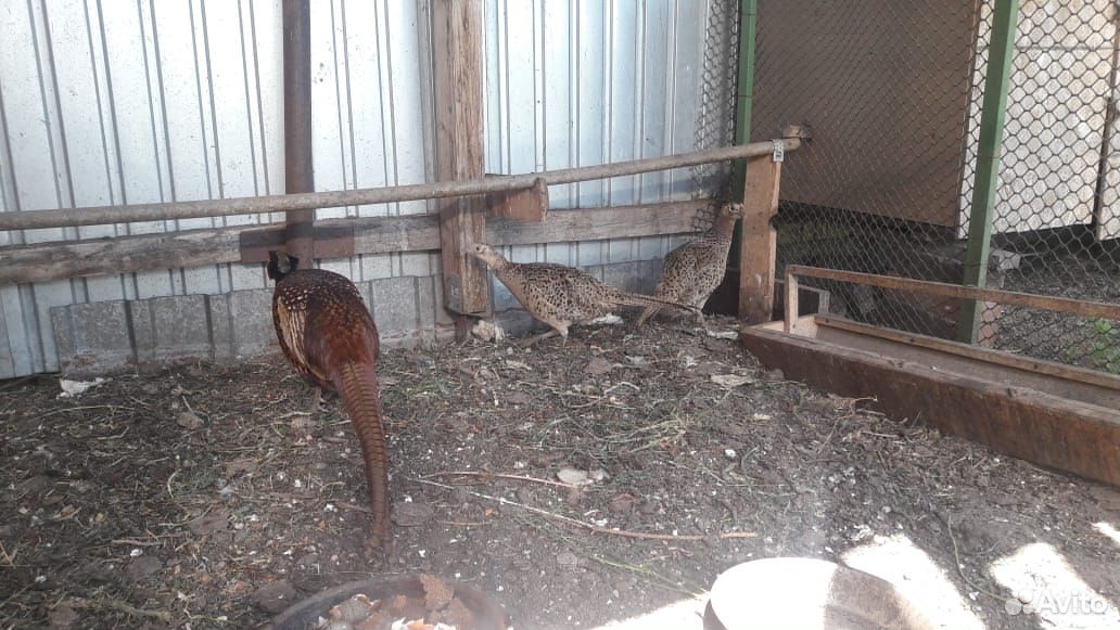Продам семью фазанов купить на Зозу.ру - фотография № 3