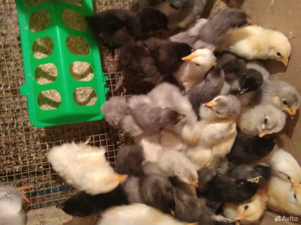 Цыплята от 1 дня до 3 месяцев купить на Зозу.ру - фотография № 8