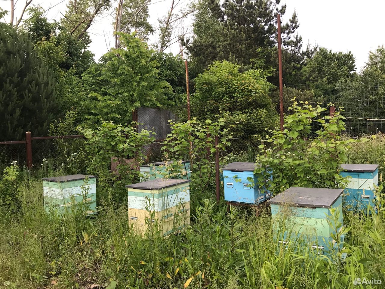 Пчелы с новыми домиками купить на Зозу.ру - фотография № 1