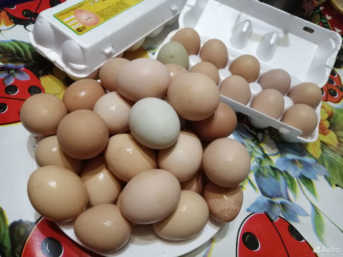 Куплю яйца калуга