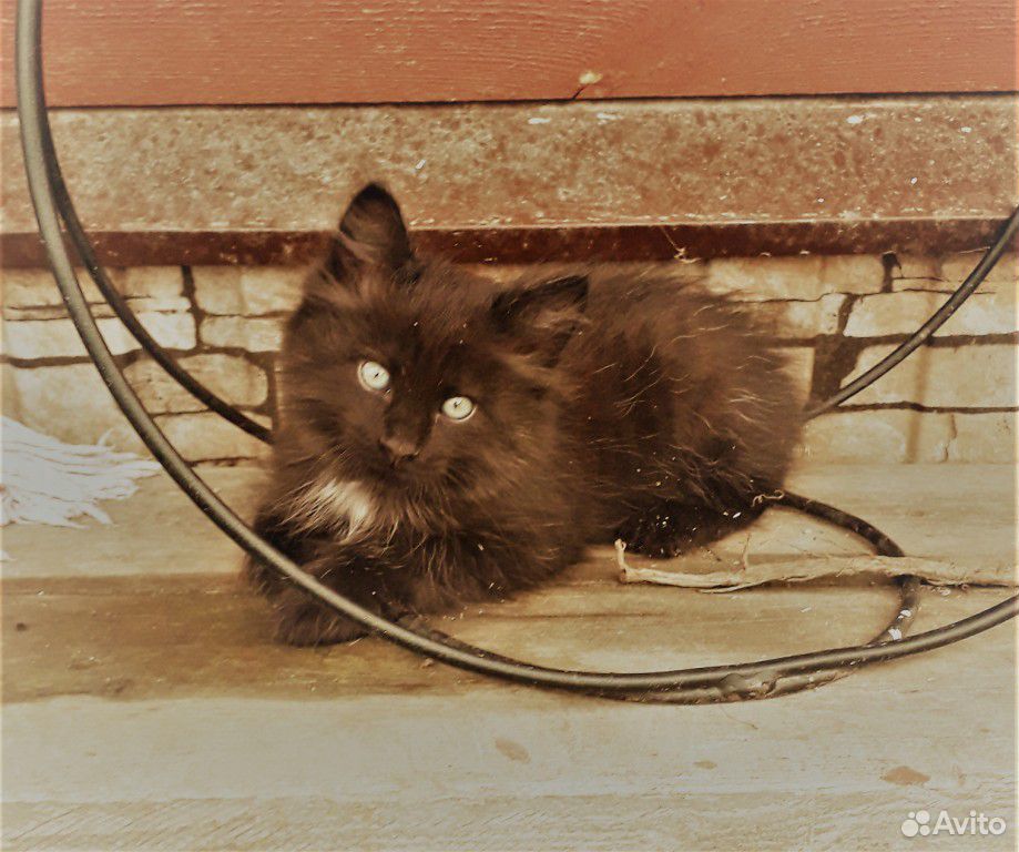 Замечательный котенок купить на Зозу.ру - фотография № 1