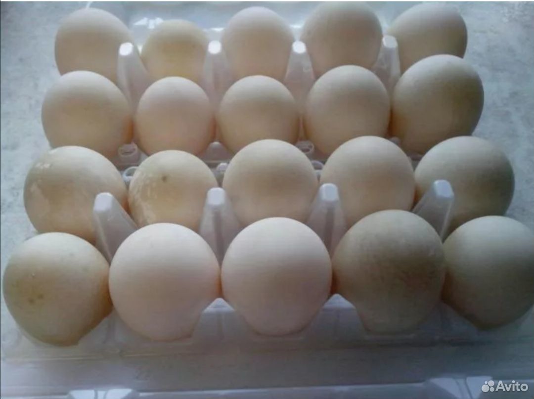 Купить яйцо мускусной. Яйцо индоутки фото. Вес яйца индоутки. Условия хранения инкубационного яйца. Срок годности яиц индоутки.