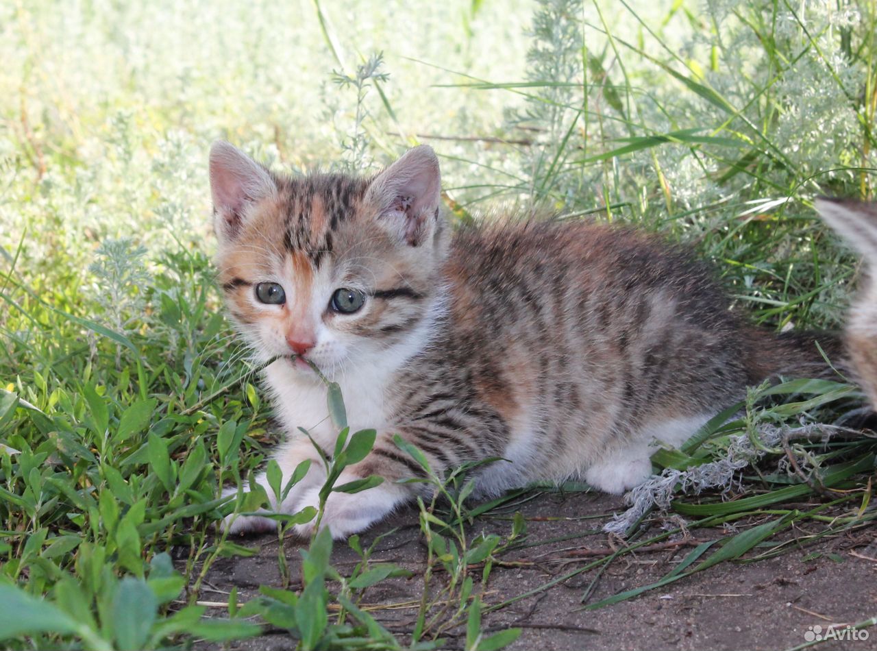 Красивые котята бесплатно, доставка купить на Зозу.ру - фотография № 6