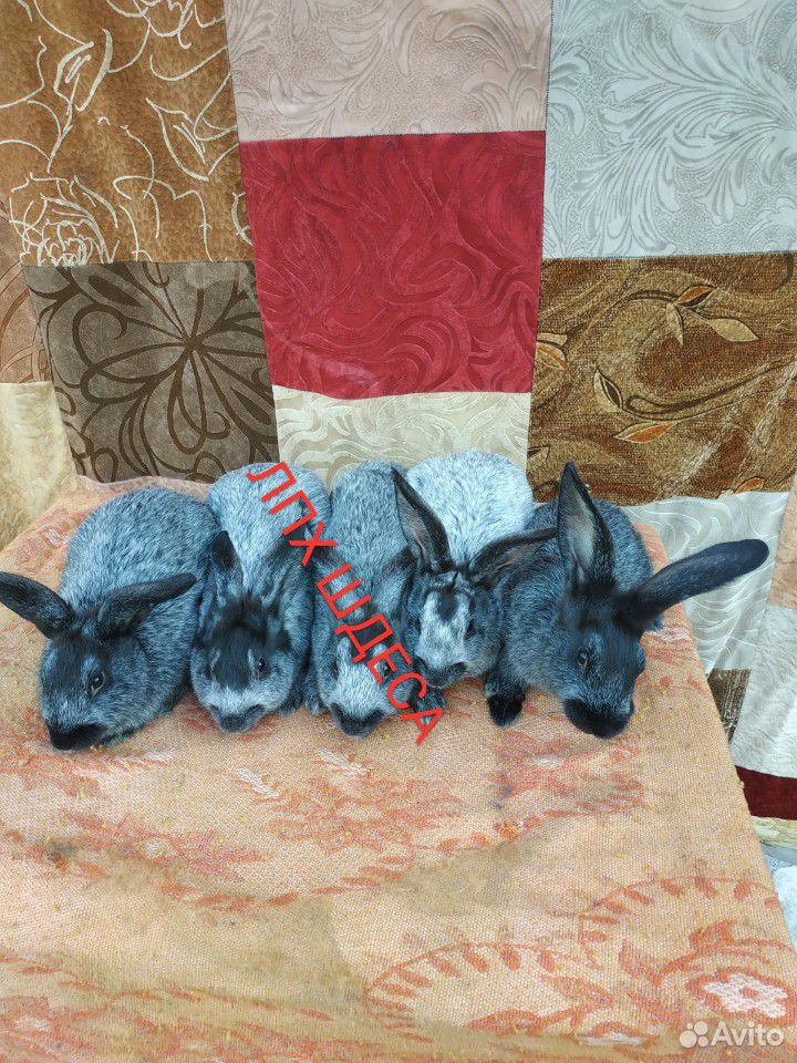 Кролики быстрого набора веса купить на Зозу.ру - фотография № 3