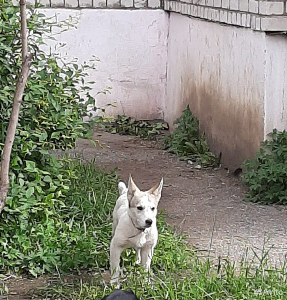 Собака, подросток купить на Зозу.ру - фотография № 1