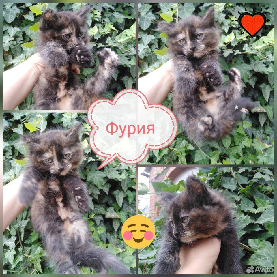 Кошечки в добрые руки купить на Зозу.ру - фотография № 2