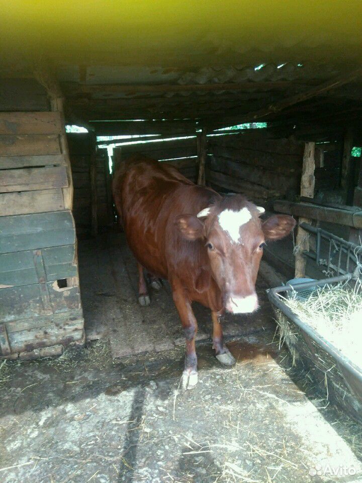 Коровы быки купить на Зозу.ру - фотография № 2