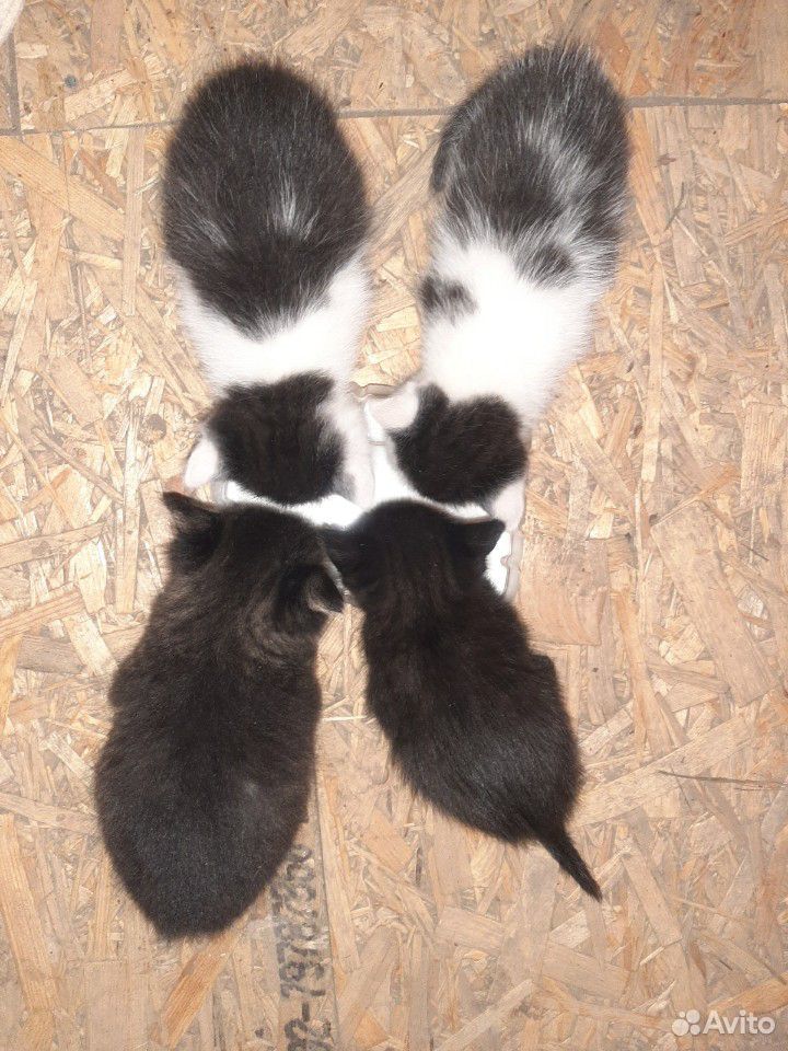 Котята (3 мальчика и 1 девочка) купить на Зозу.ру - фотография № 6