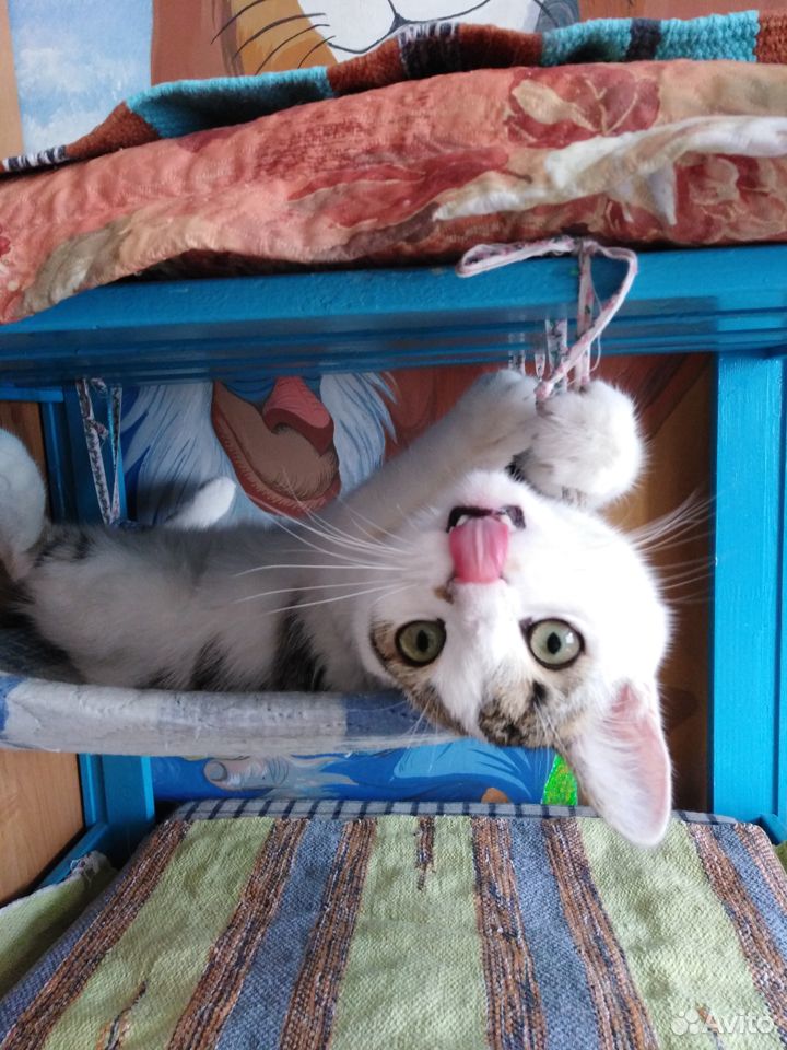 Забавный котик Гаврюша купить на Зозу.ру - фотография № 7