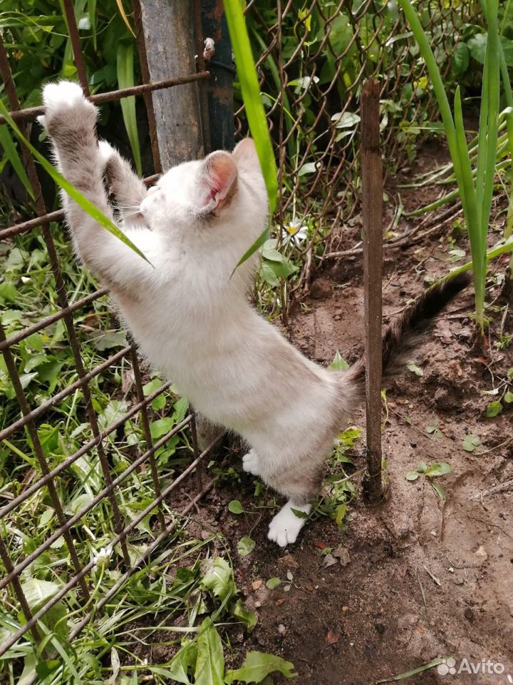 Кошка беленькая 2-3 месяца купить на Зозу.ру - фотография № 7