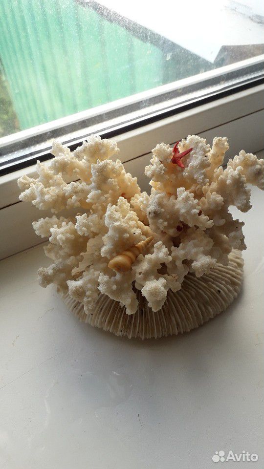Ракушки и коралл на подставке купить на Зозу.ру - фотография № 4