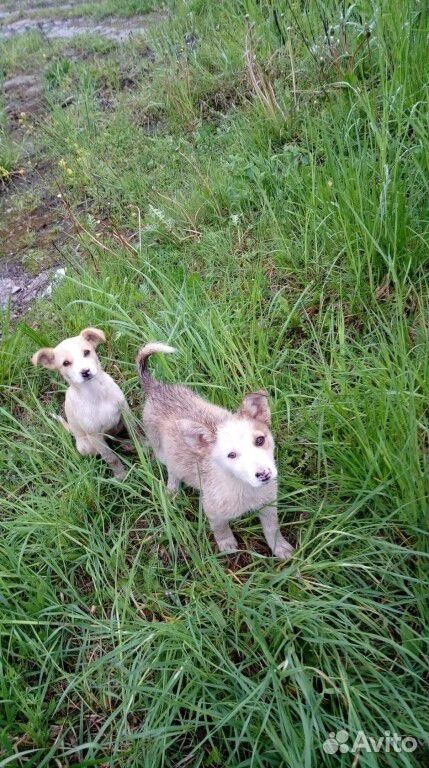 Две собачки-девочки купить на Зозу.ру - фотография № 1