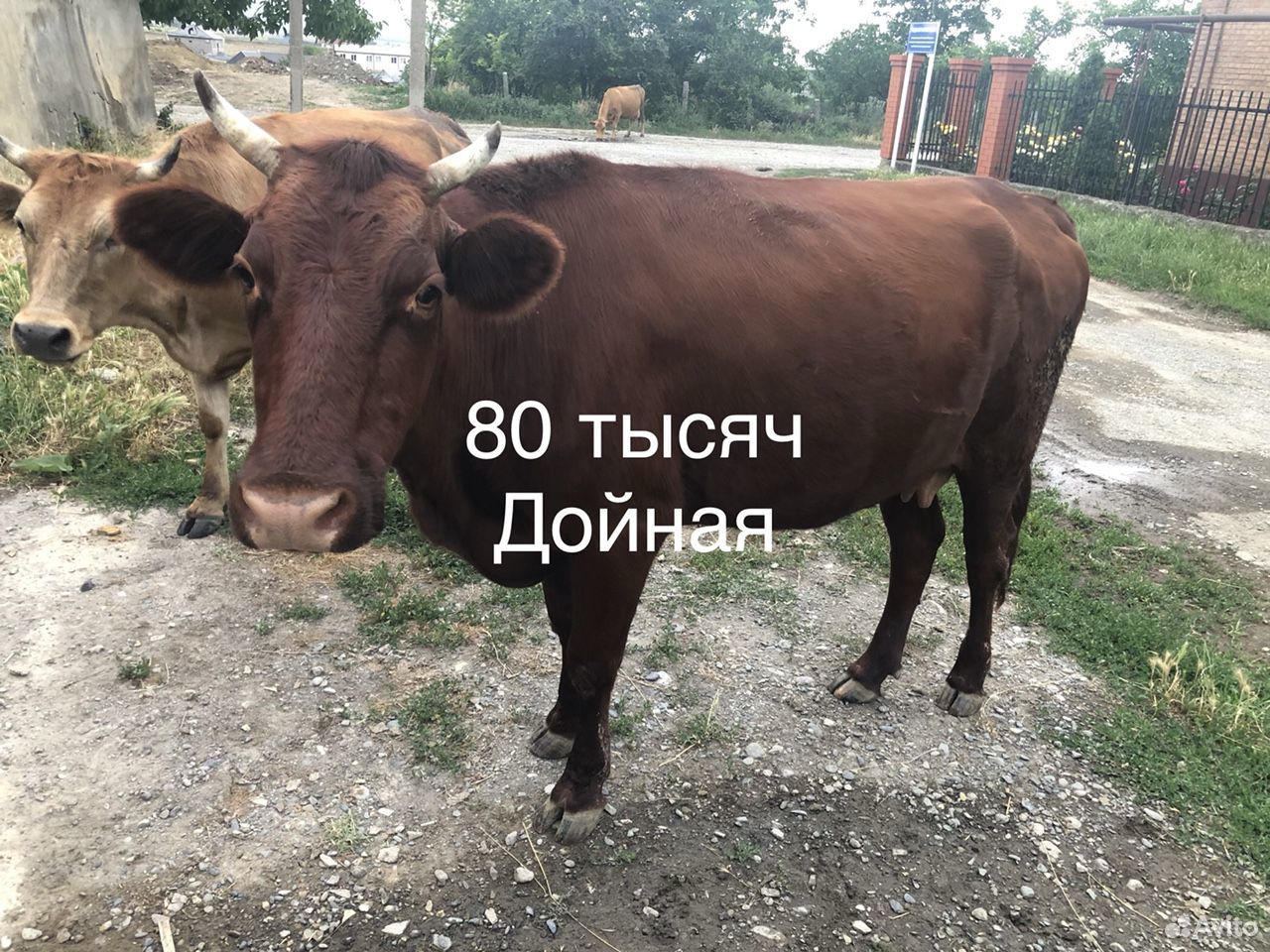 Корова, бык, телята купить на Зозу.ру - фотография № 9