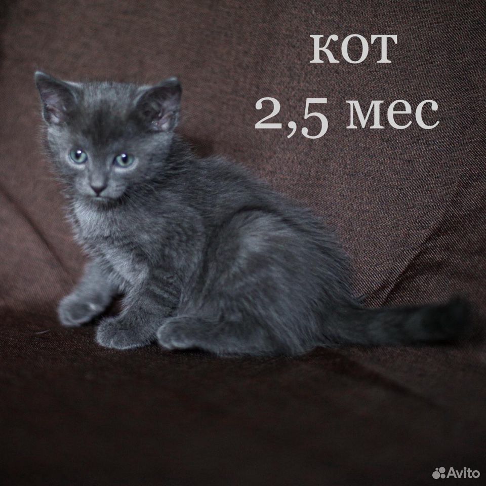 Котят в добрые руки купить на Зозу.ру - фотография № 4