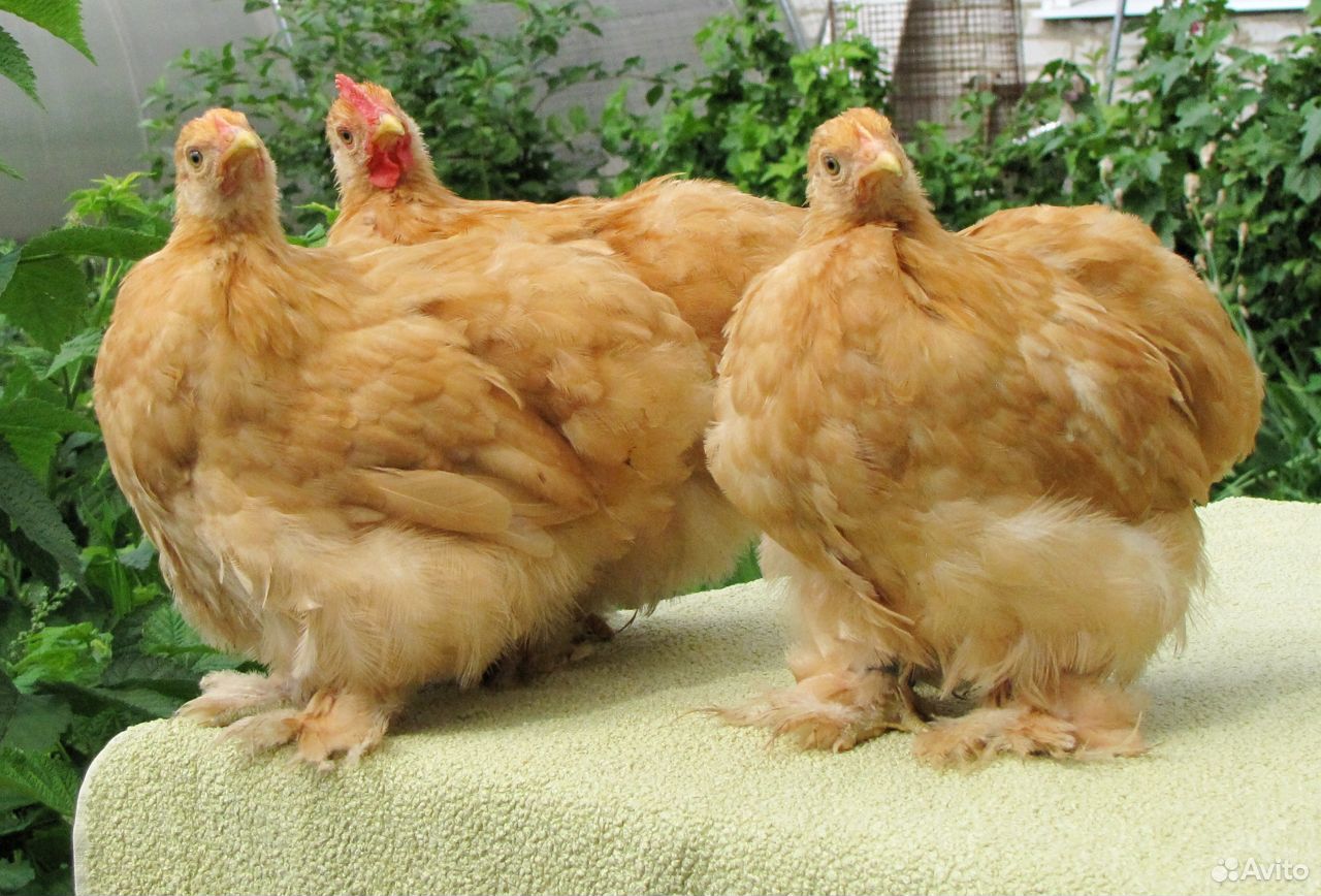 Цыплята разных пород купить на Зозу.ру - фотография № 4