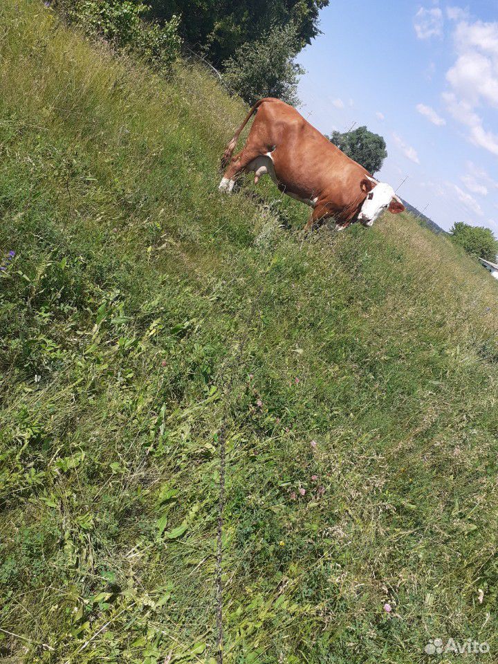 Корова,стельная с 6 телком,отёл в феврале купить на Зозу.ру - фотография № 1