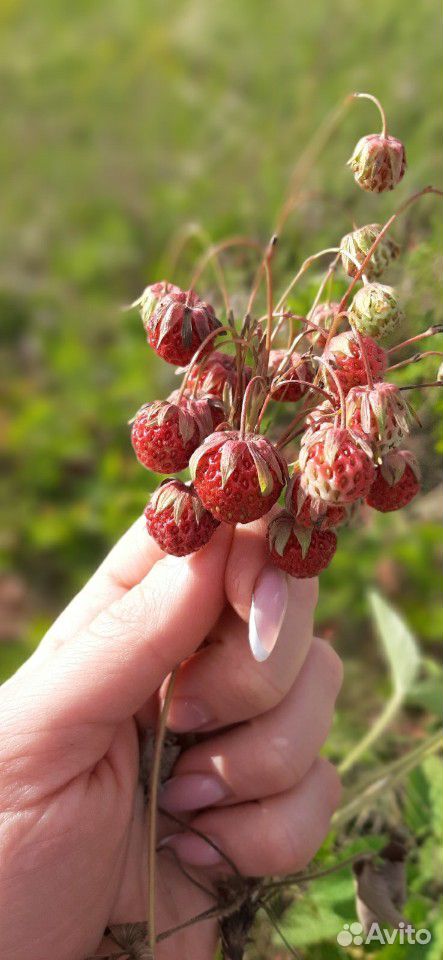 Лесная ягода купить на Зозу.ру - фотография № 3