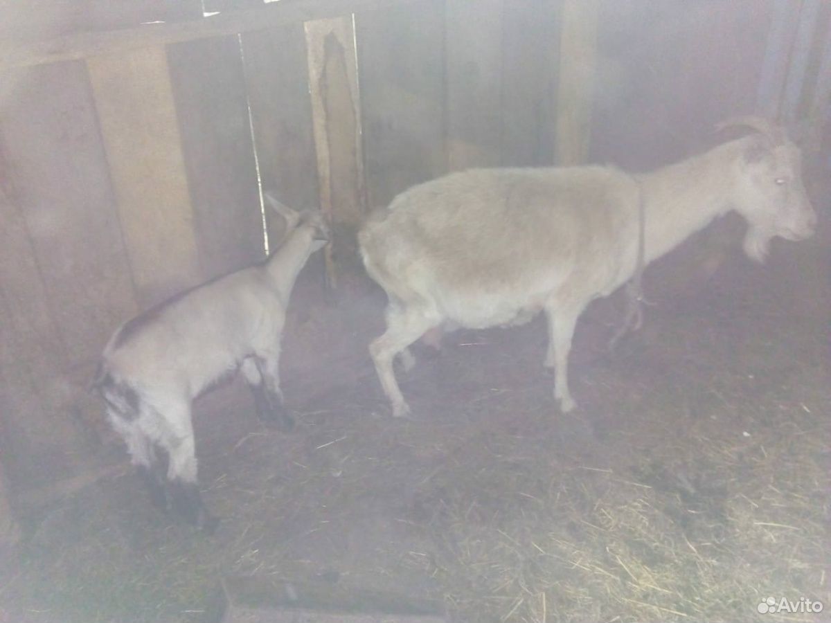 Корова,телка,коза с козушкой,поросята купить на Зозу.ру - фотография № 6