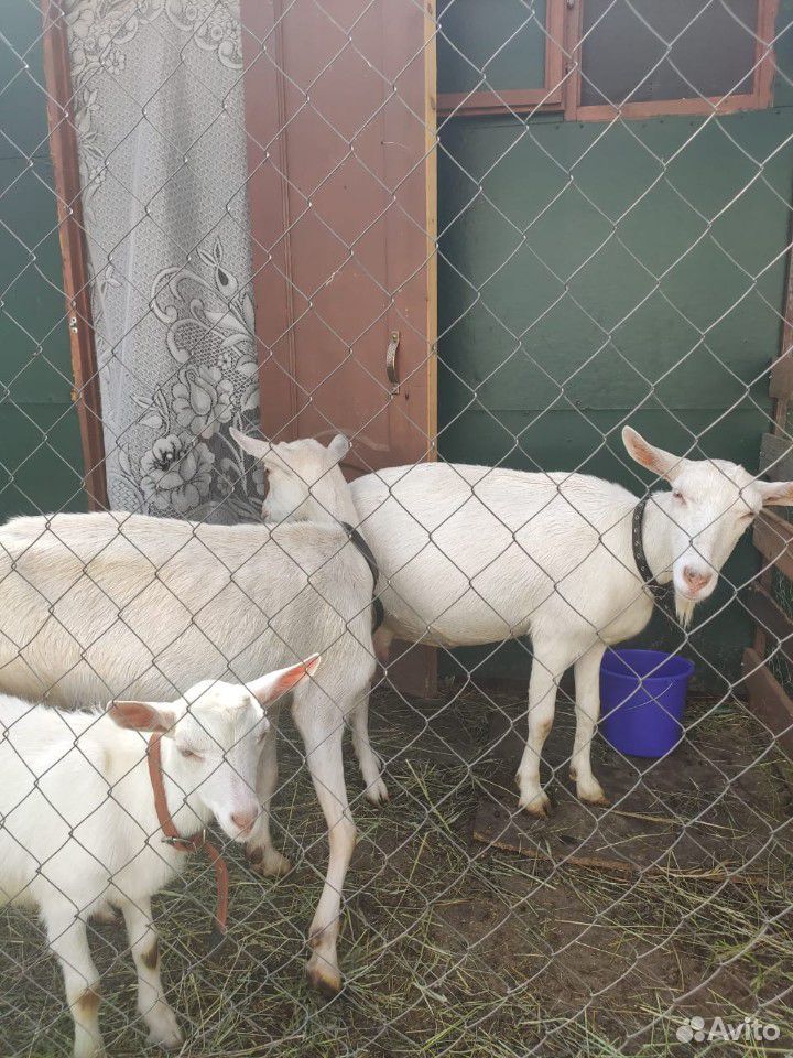 Продается стадо коз с козлятами купить на Зозу.ру - фотография № 3