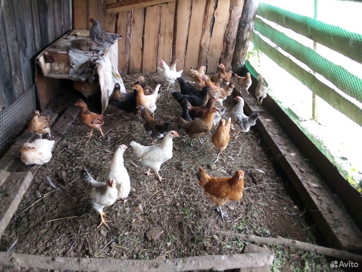Цыплята от несушки купить на Зозу.ру - фотография № 2
