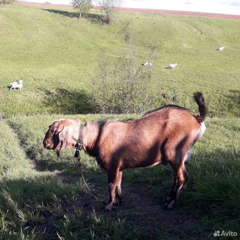 Нубийский козел купить на Зозу.ру - фотография № 2
