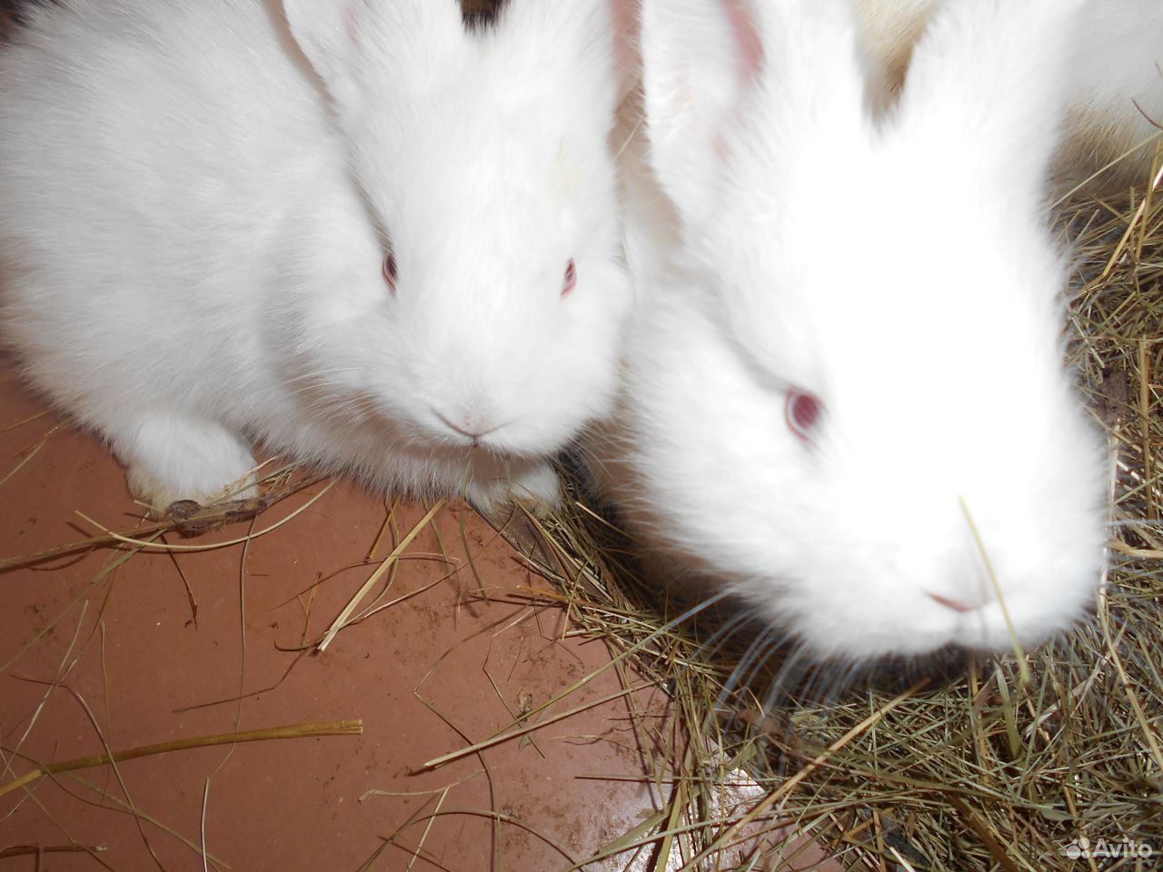 Крольчата новозеландскои белои купить на Зозу.ру - фотография № 1