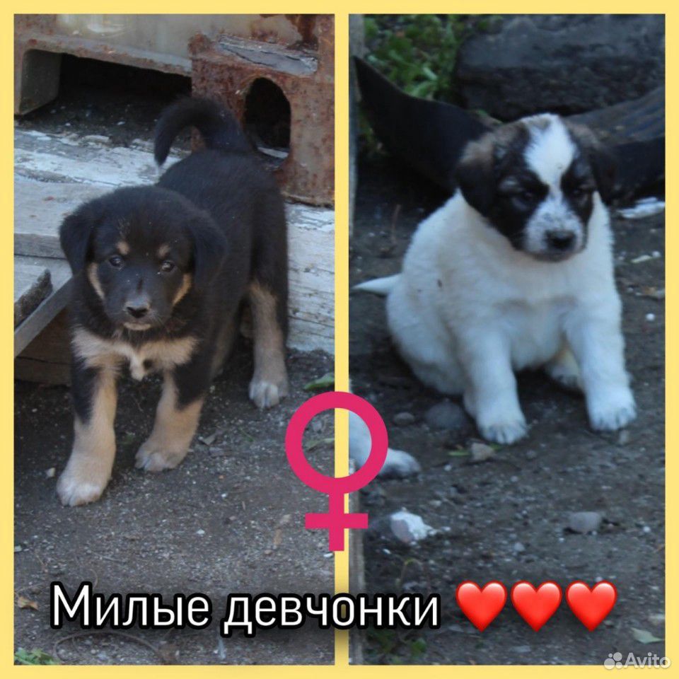 Собаки, девочки купить на Зозу.ру - фотография № 1