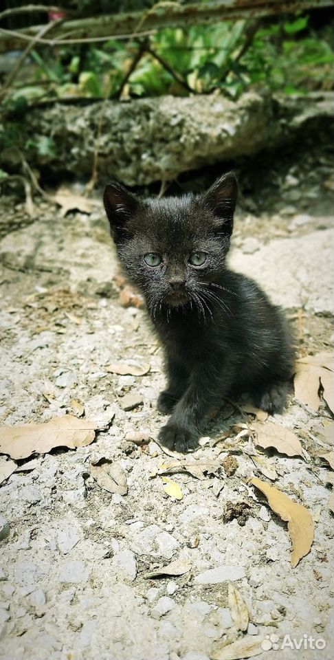 Подарю котят купить на Зозу.ру - фотография № 4