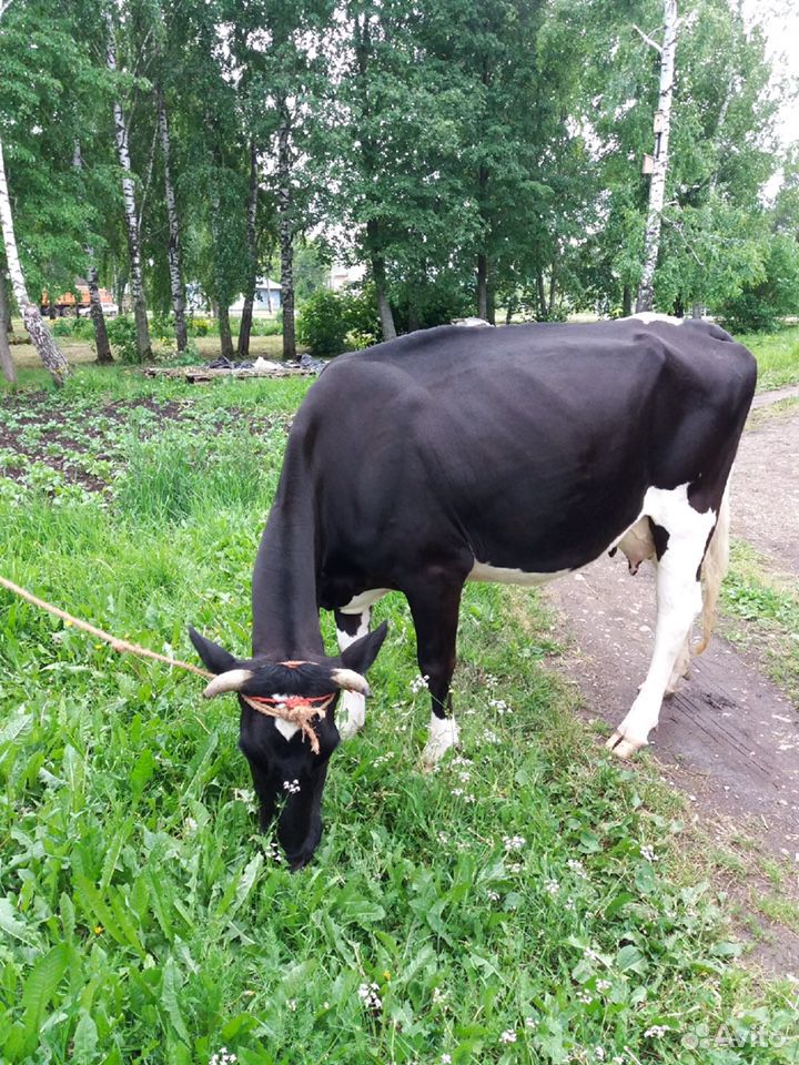 Продам корову купить на Зозу.ру - фотография № 5